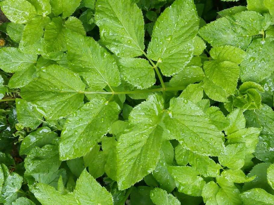 Сныть дикорос