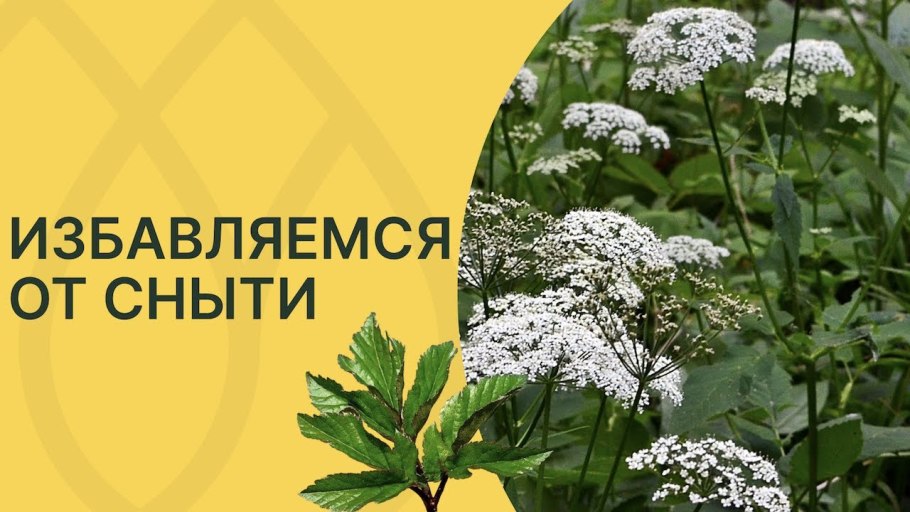 Сныть — злостный сорняк