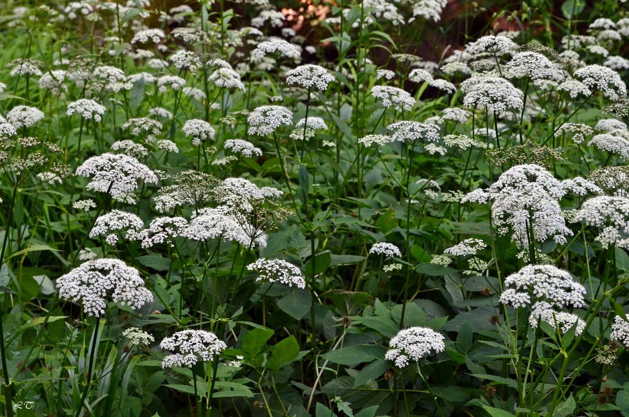 Сныть — злостный сорняк