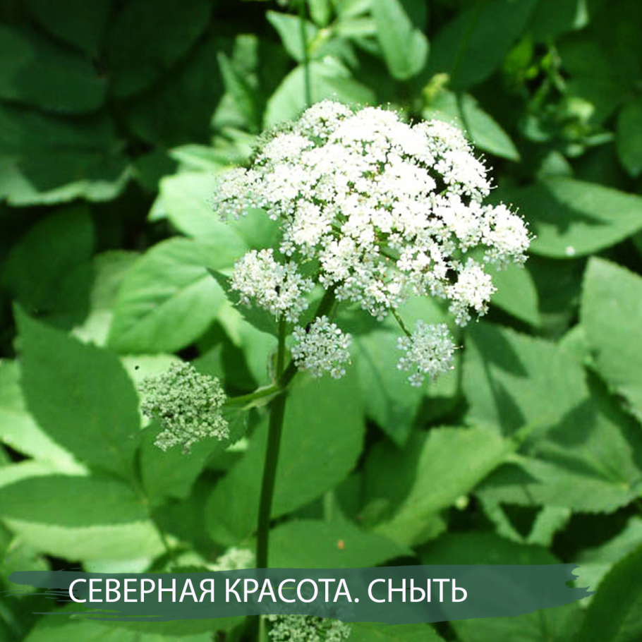 Сныть нецветущая