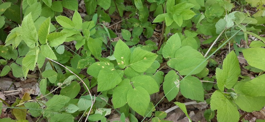 Сныть (Aegopodium podagraria)