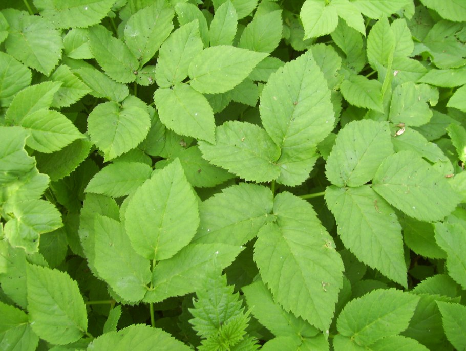 Злостные сорняки