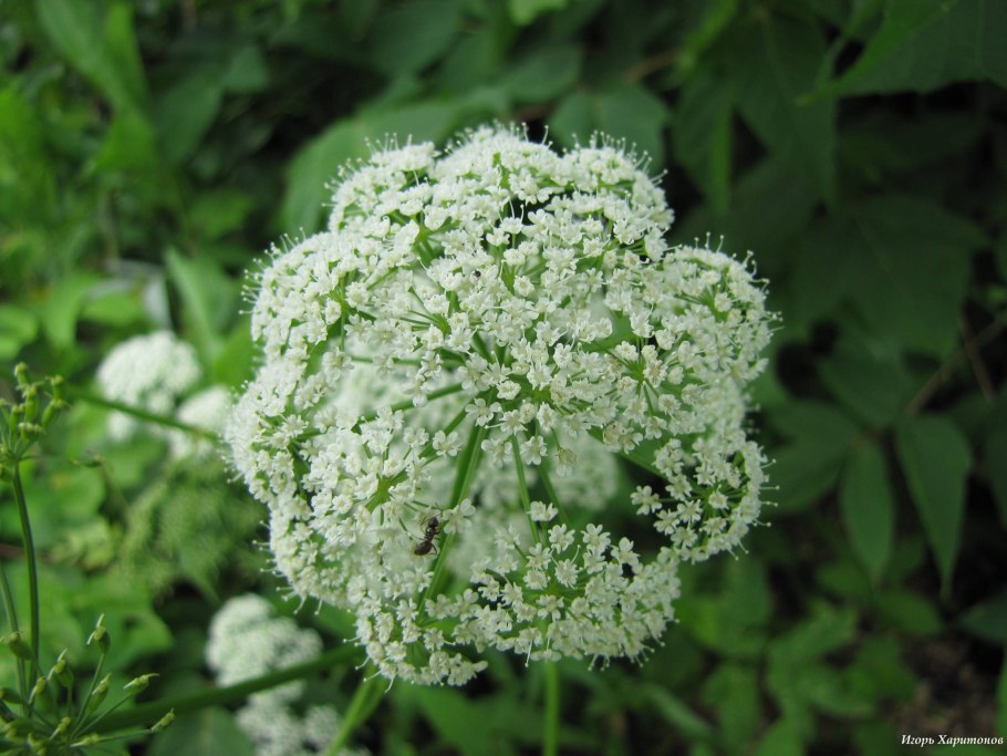 БАДЫ на основе сныти обыкновенной