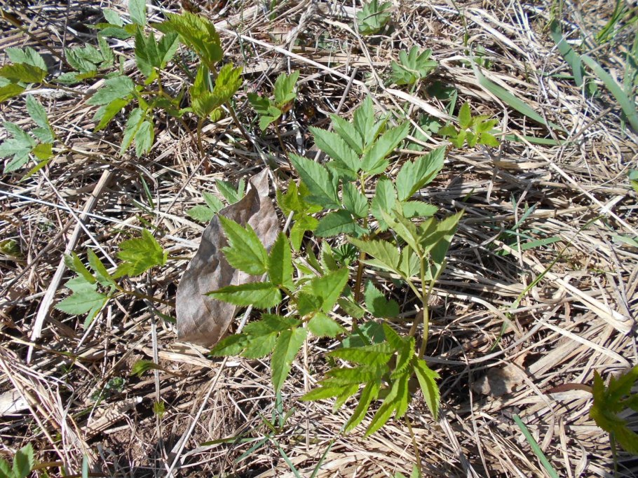 Сныть обыкновенная (Aegopodium podagraria)