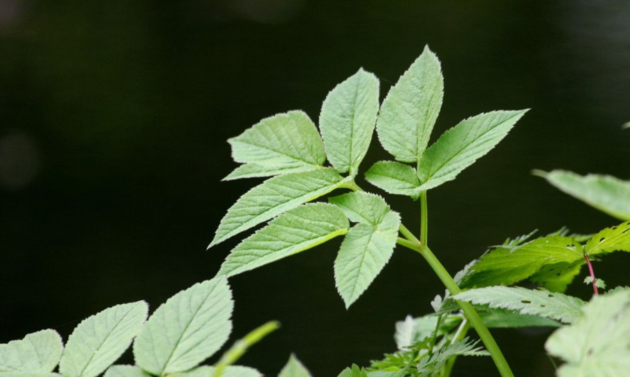 Сныть обыкновенная лист