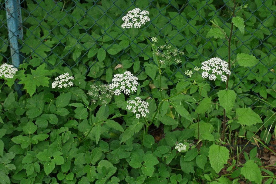 Сныть обыкновенная