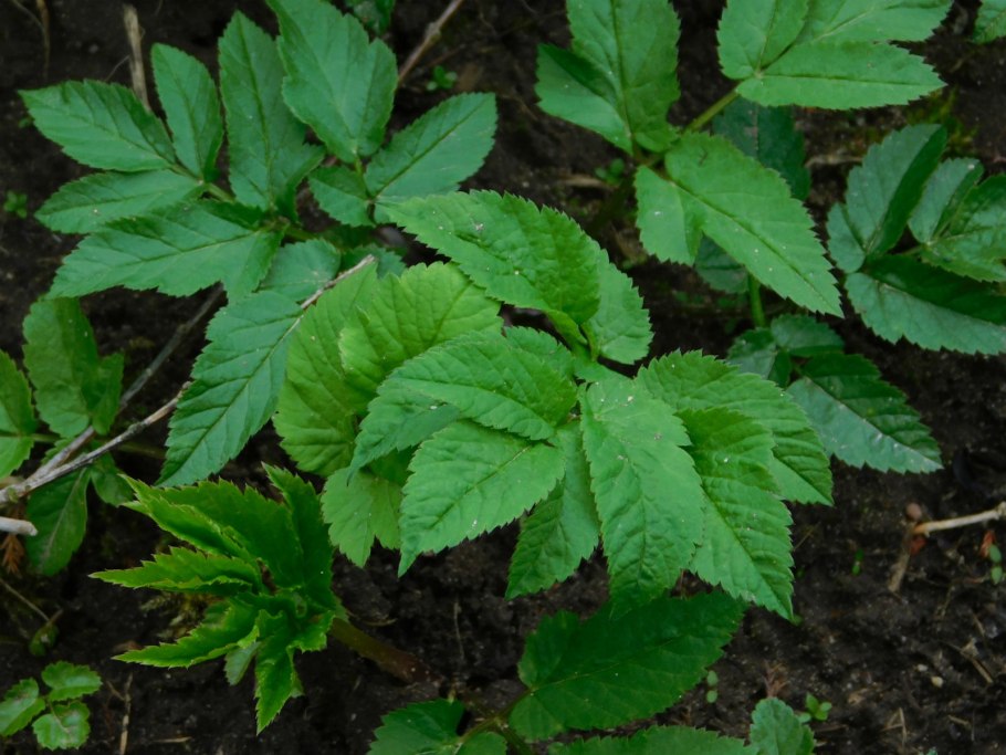 Сныть нецветущая