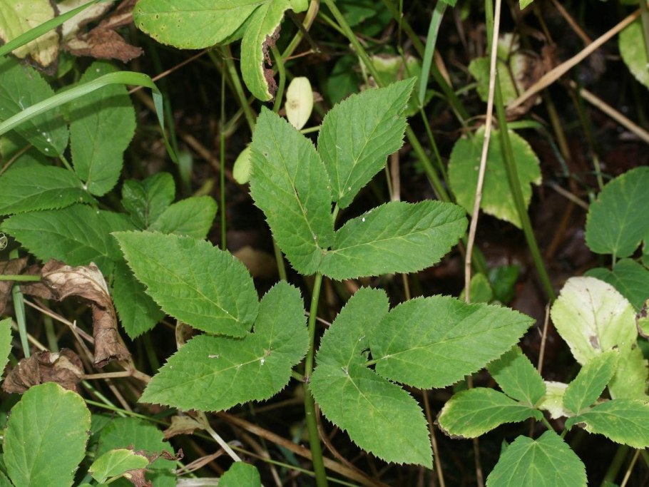 Сныть обыкновенная