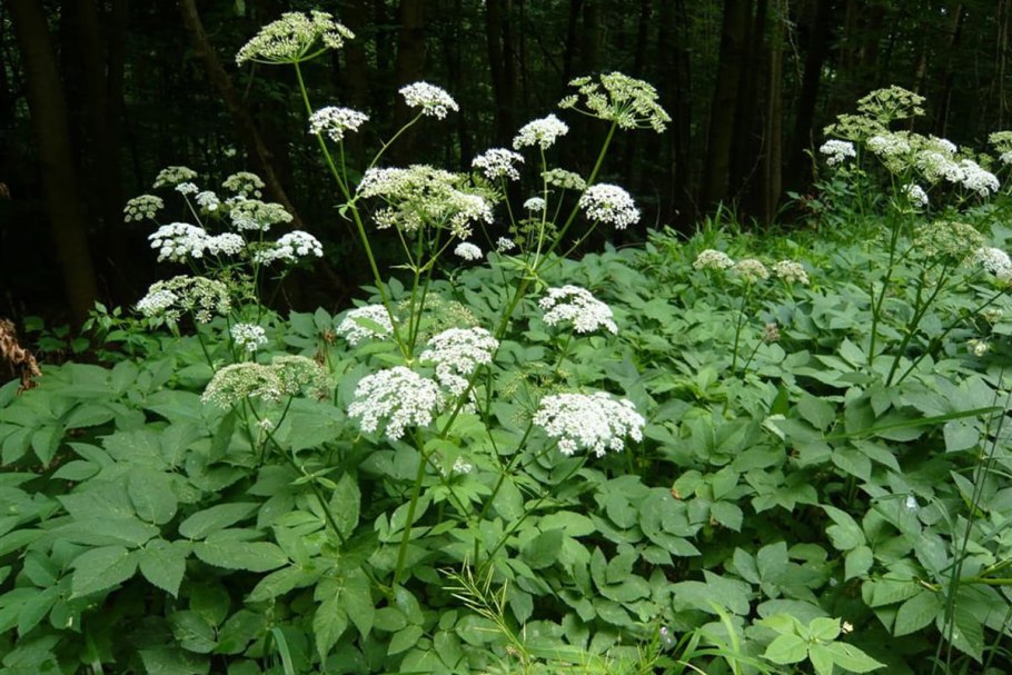 Сныть корневище