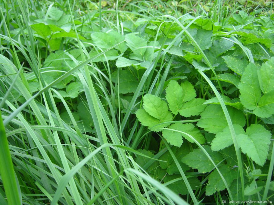 Сорняк сныть