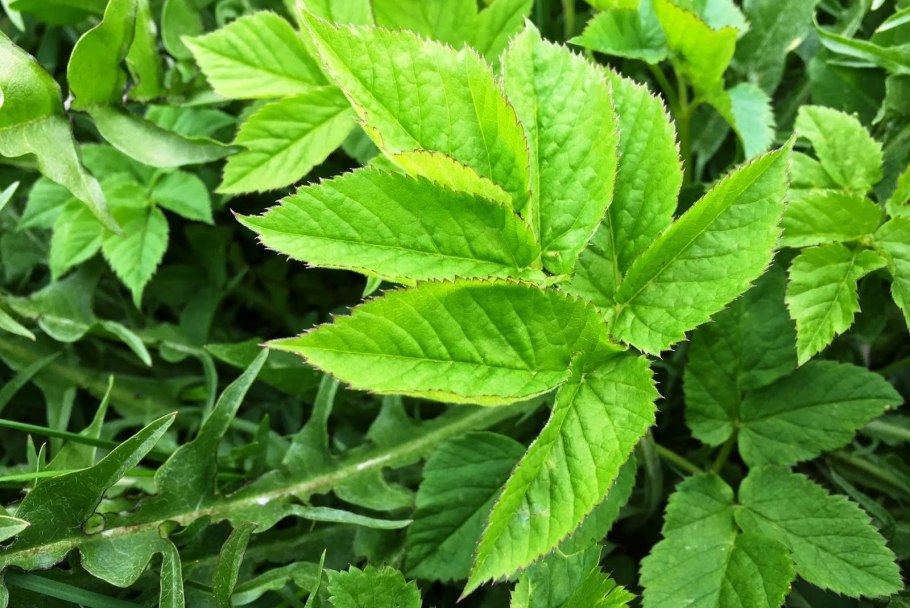 Болезни сныти