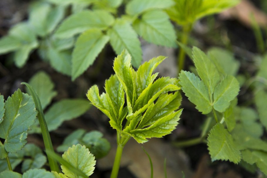 Полевая сныть