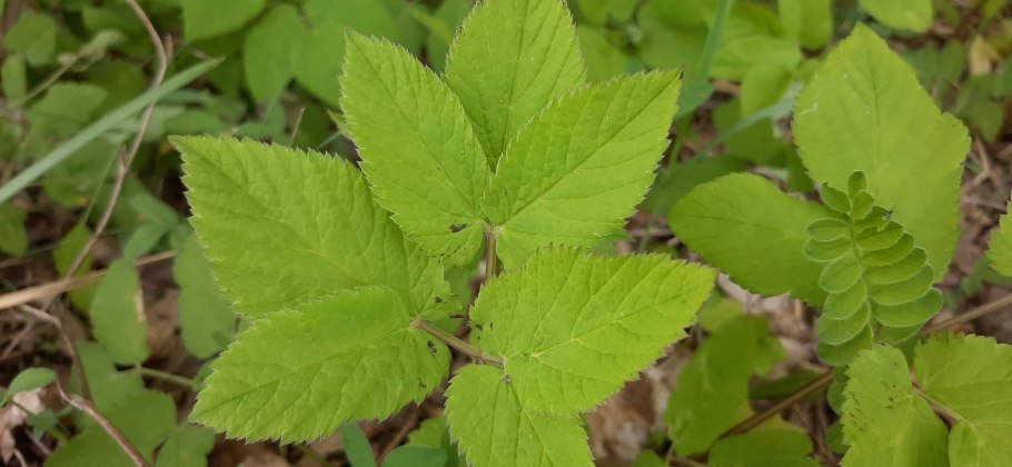 Сныть Болотная