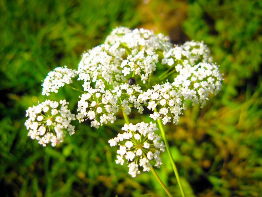 Сныть обыкновенная