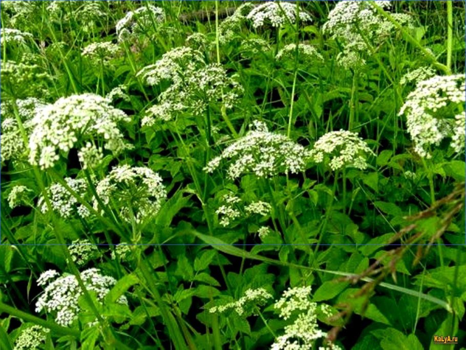 Сныть растение