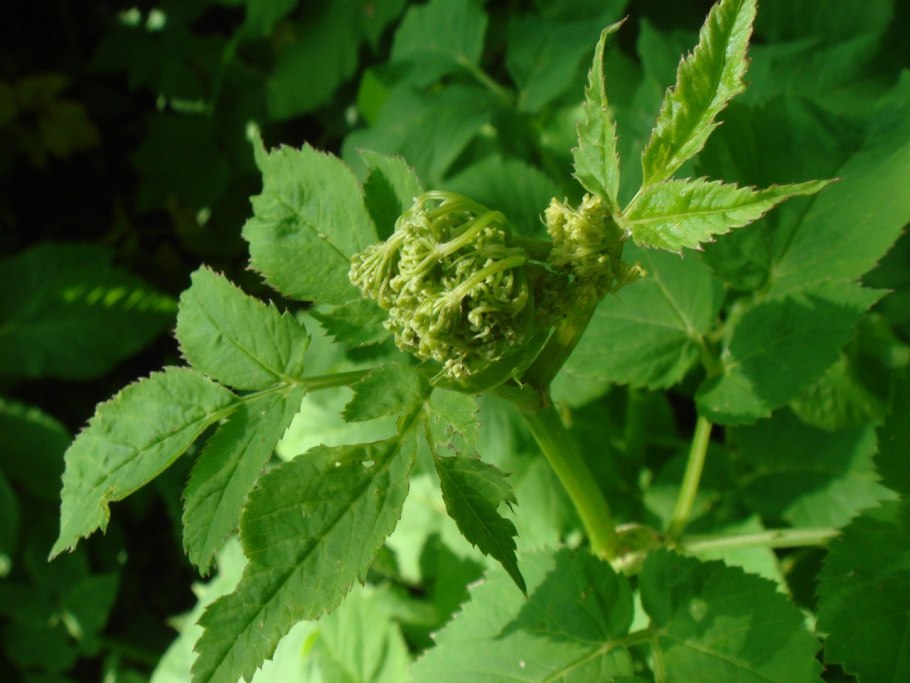 Сныть и Дудник