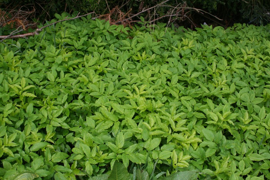 Сорняк сныть