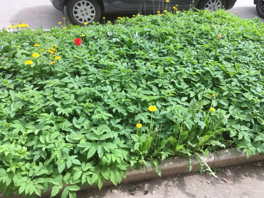 Сныть собачья