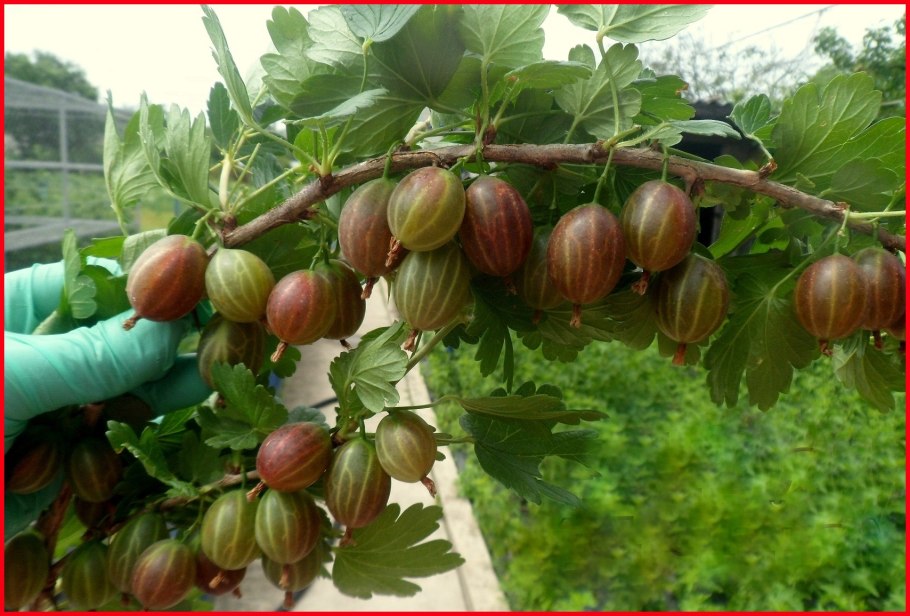 Крыжовник красный бесшипный