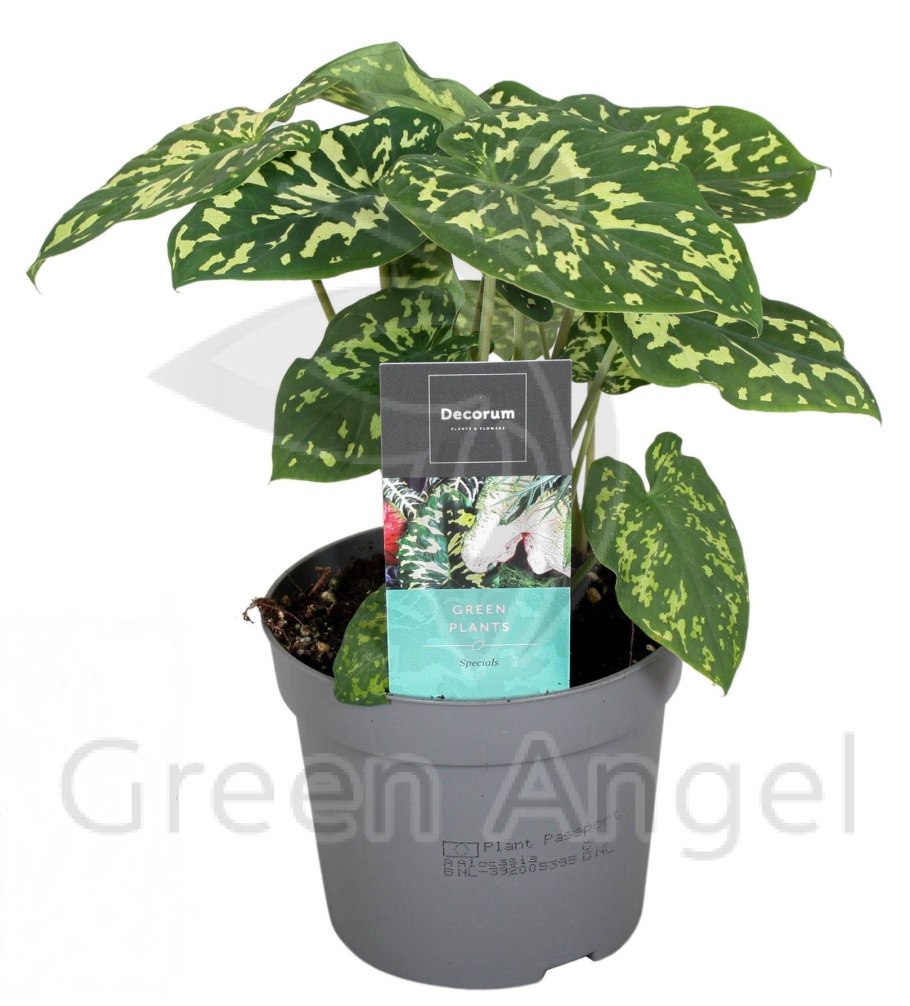 Каладиум хило Бьюти