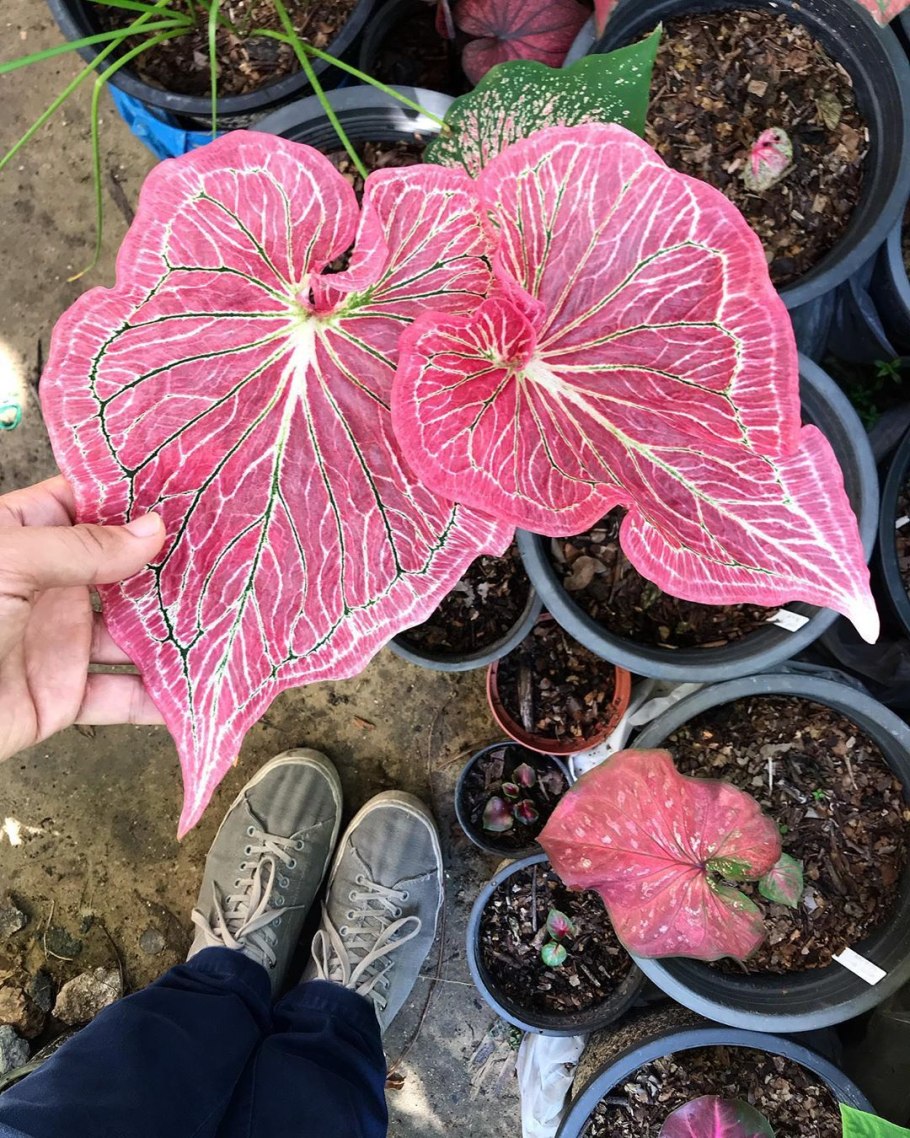 Каладиум Грин