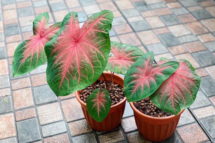 Каладиум черри блоссом