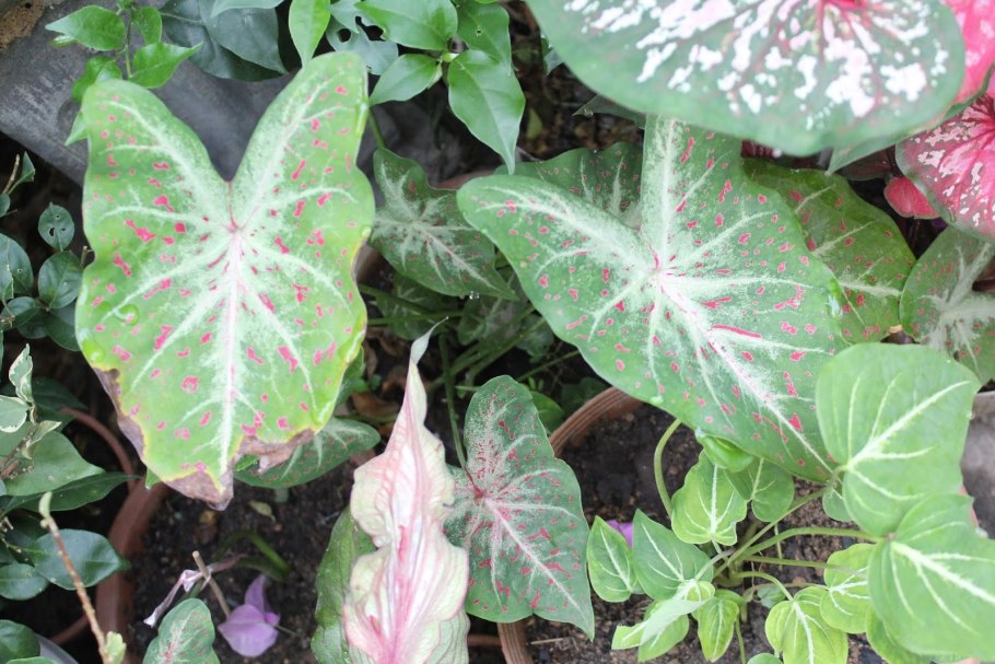 Каладиум Radiance