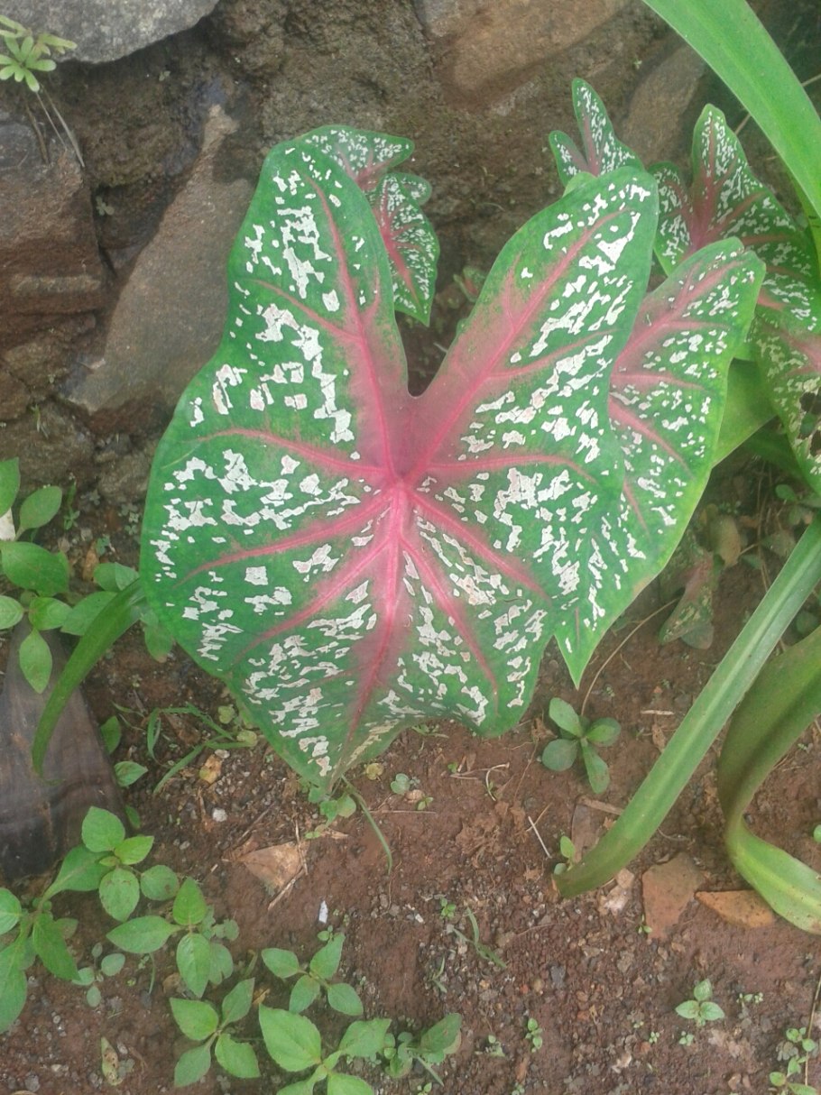 Каладиум черри блоссом