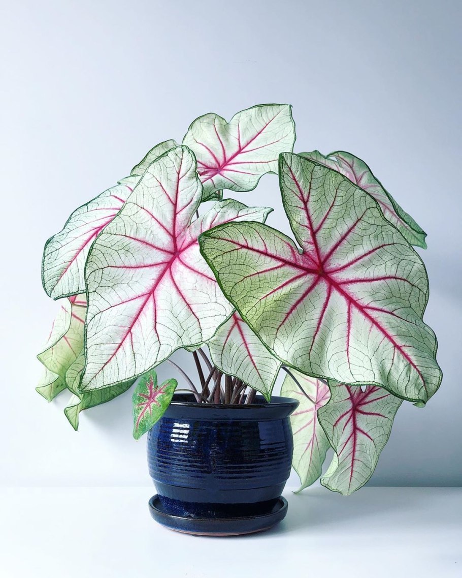 Каладиум Кротон