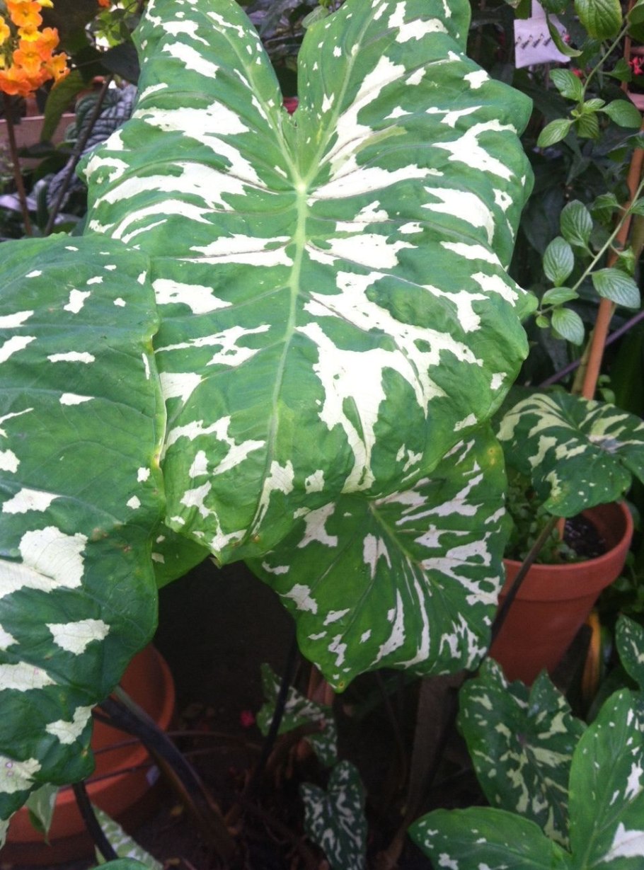 Каладиум candidum Jr