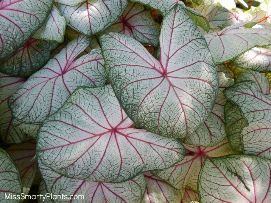 Каладиум Cherry Tart