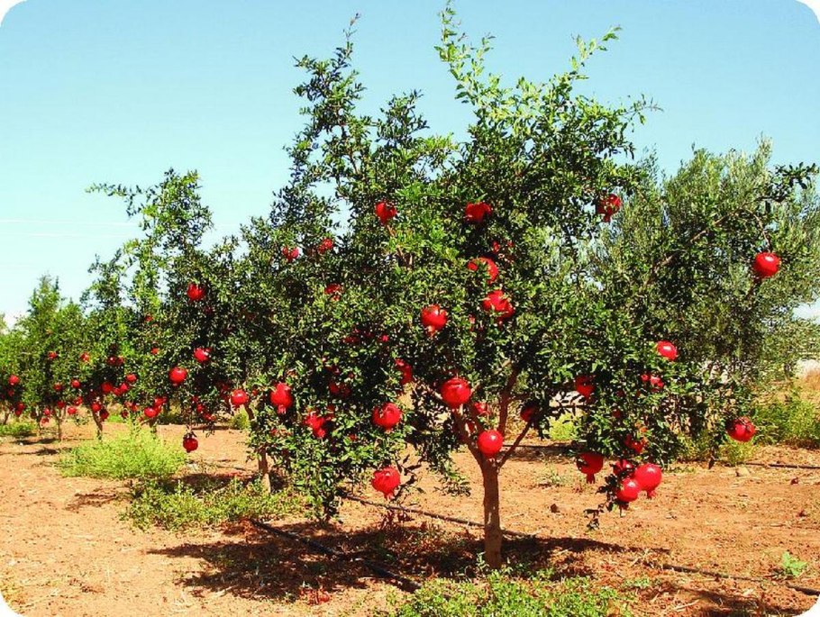 Punica granatum