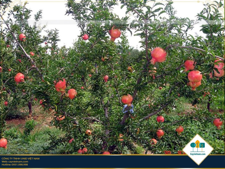 Punica granatum дерево