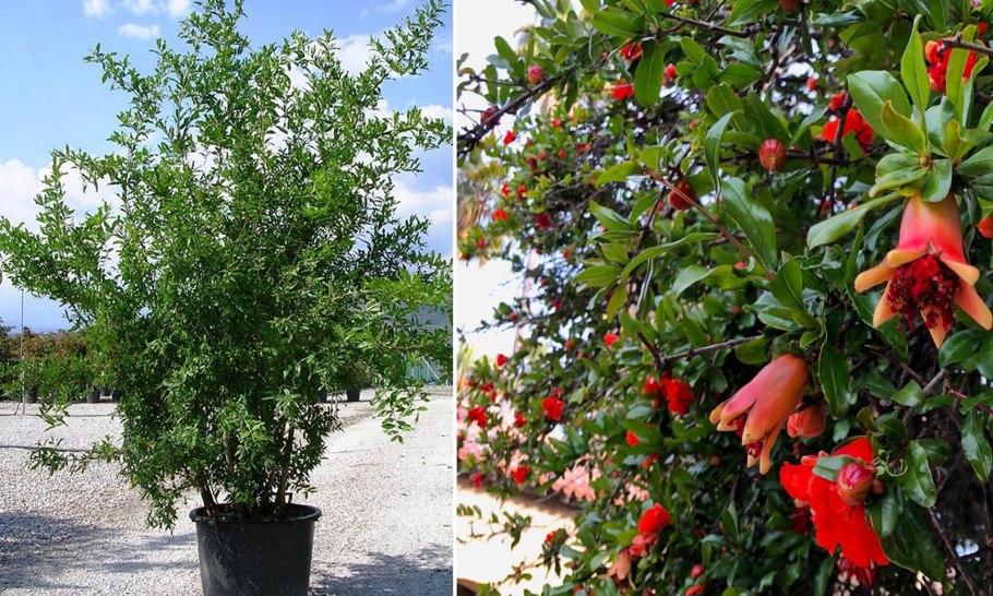Punica granatum дерево