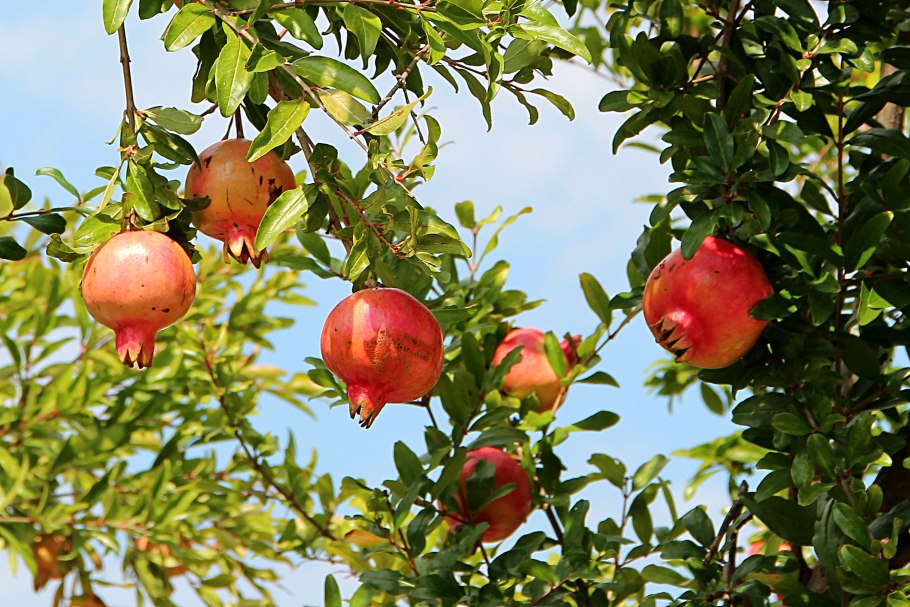Punica granatum