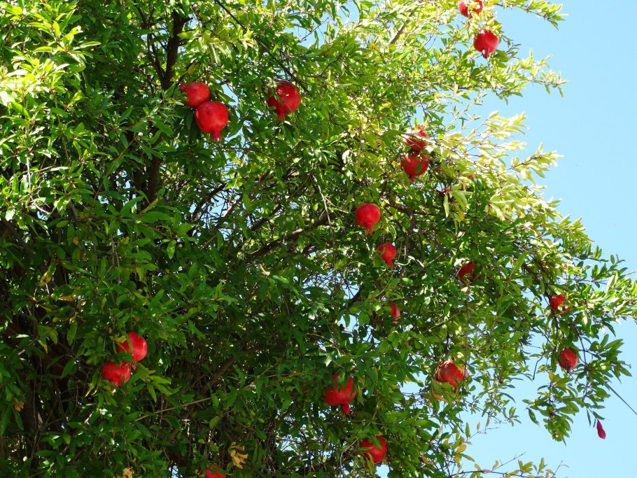 Гранат обыкновенный Punica granatum