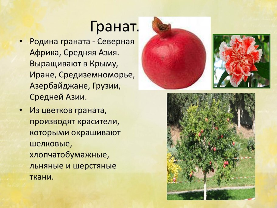 Гранат Гюлоша красная