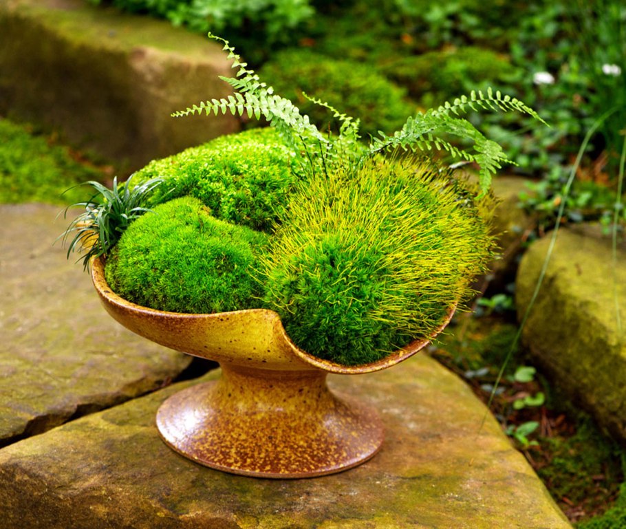 Плющ на подпорной стенке