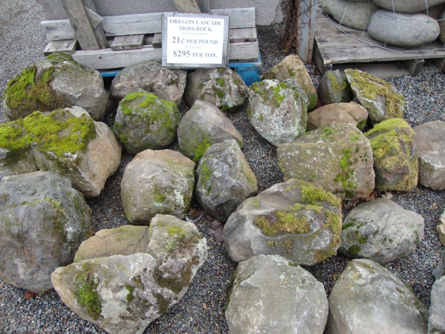 Лишайник на заборе