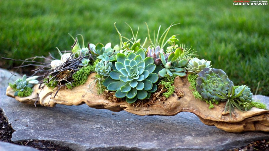 Японский сад дзен