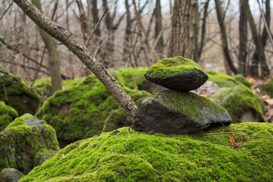Мхи Приморского края