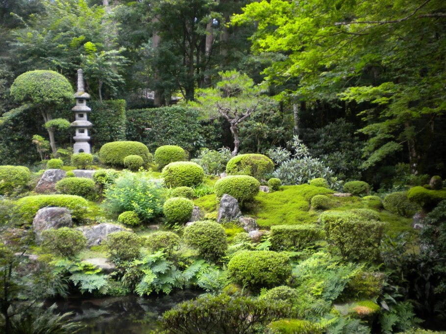 В Аптекарском. Мхи, лишайники