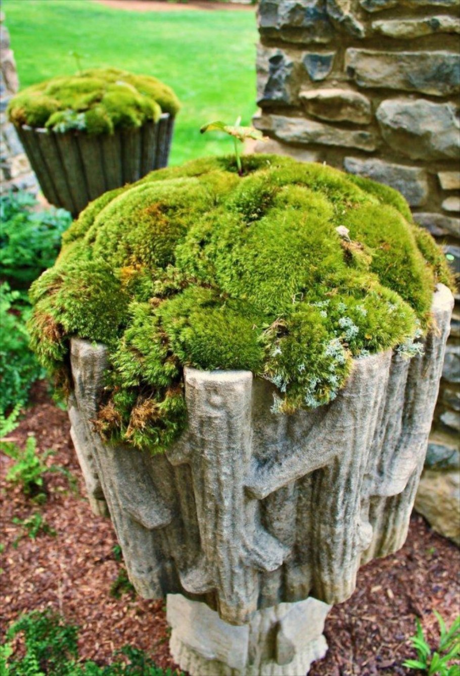 Японский сад папоротников