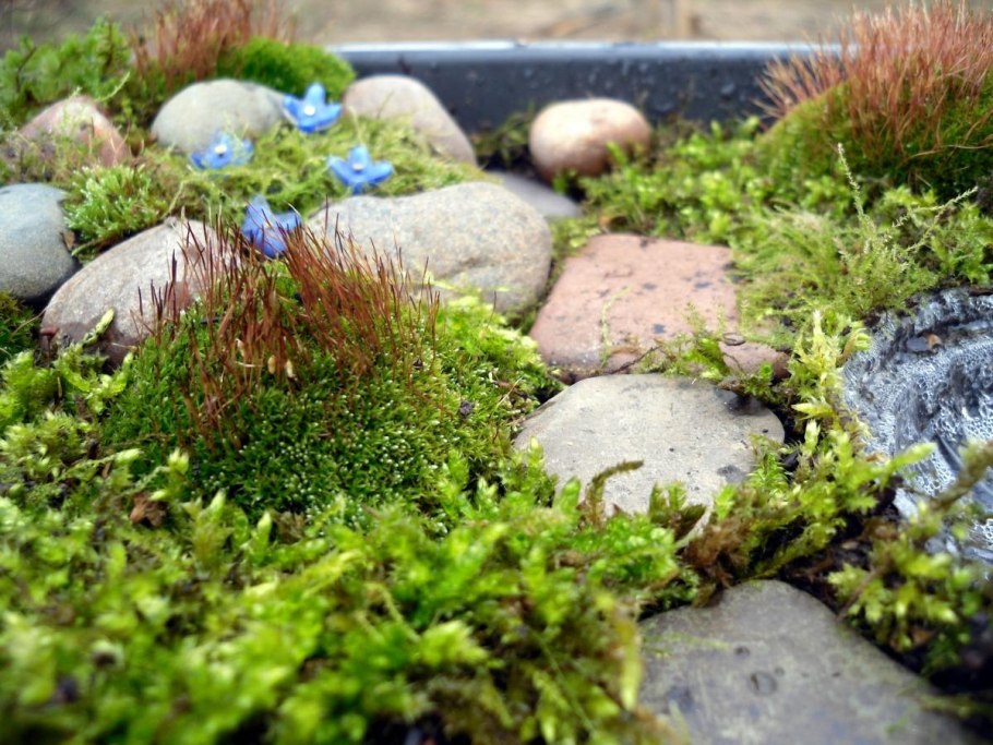 Мох на Камне