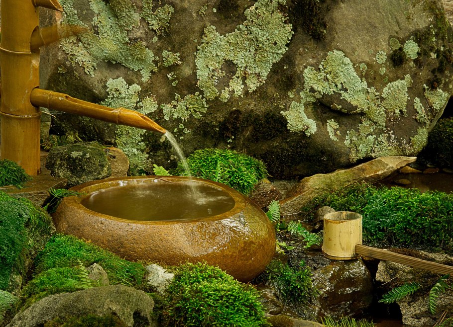 Мшанка шиловидная на камнях