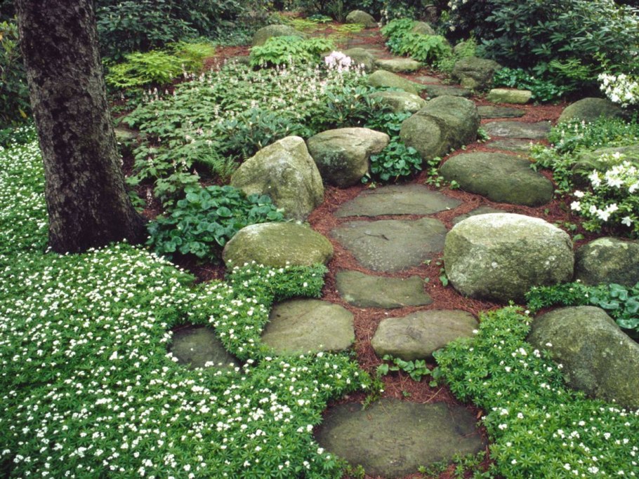 Мхи и лишайники на камнях