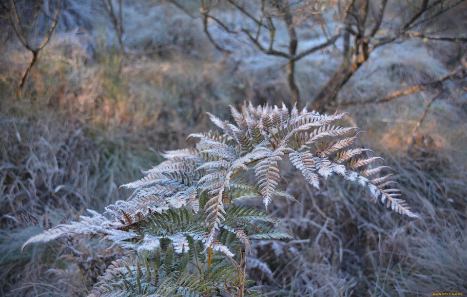 Папоротник Щитовник зимой