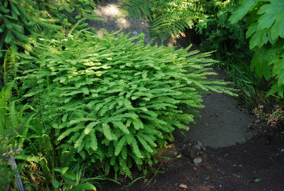 Астильба Хоста миксбордер