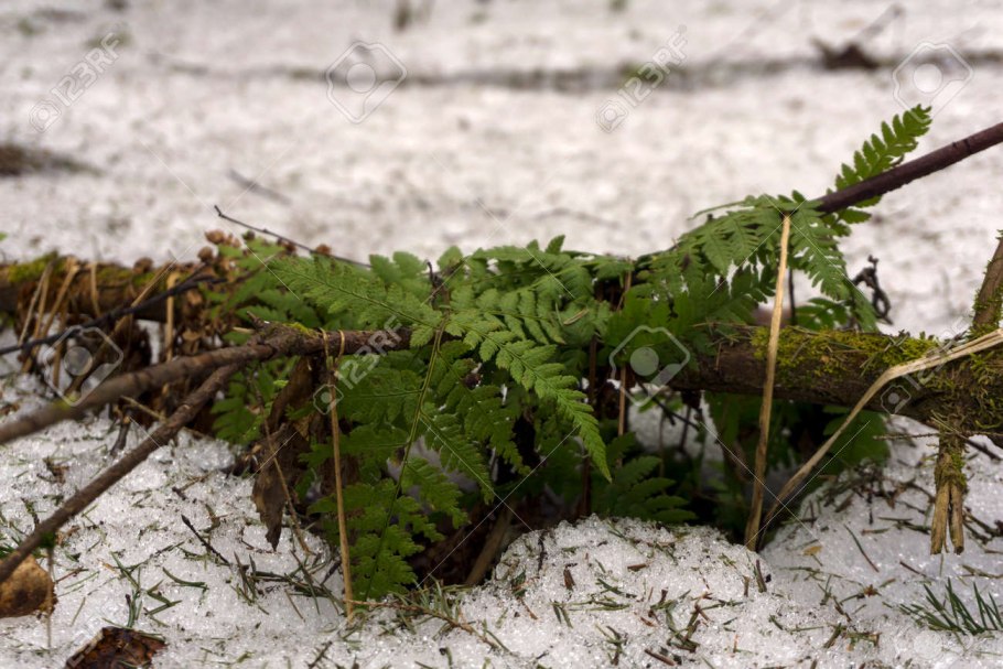 Папоротник под снегом