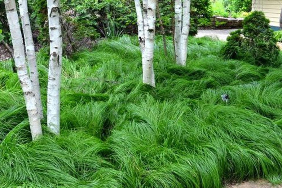 Папоротник садовый